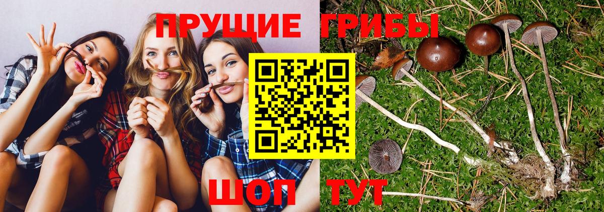 Галлюциногенные грибы мицелий Карачаевск