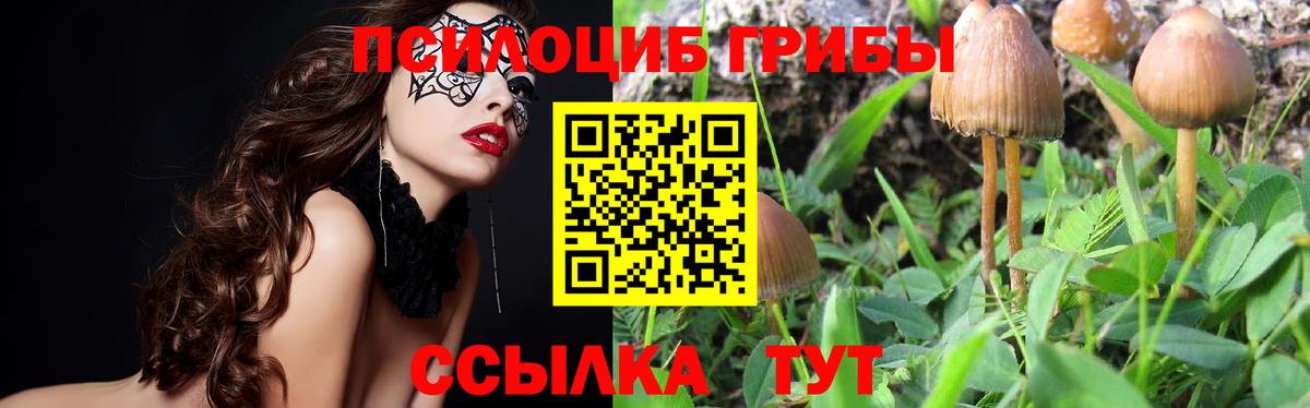 Псилоцибиновые грибы Psilocybe  Вход с VPN  Карачаевск 